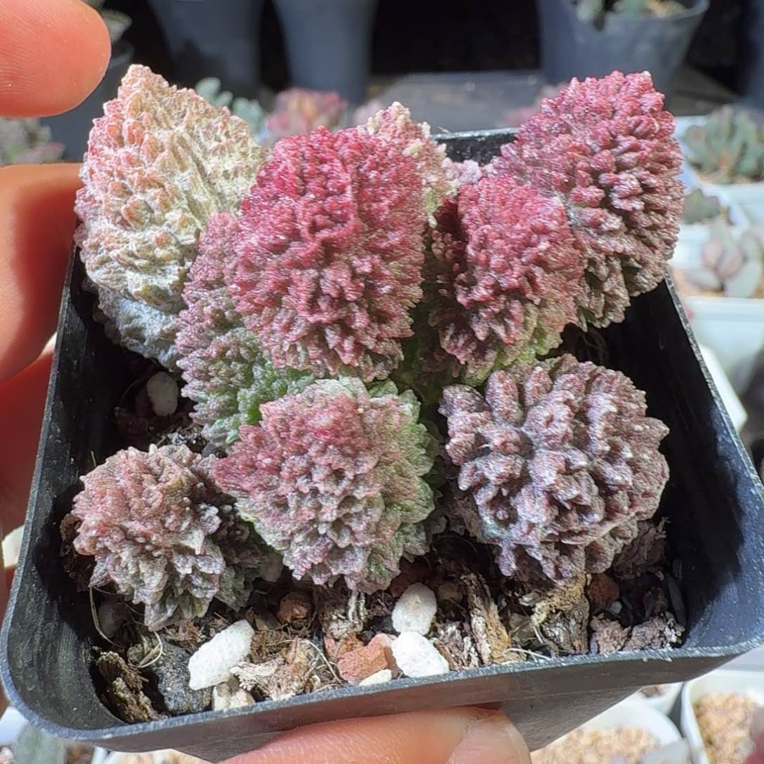 朱紫玉            