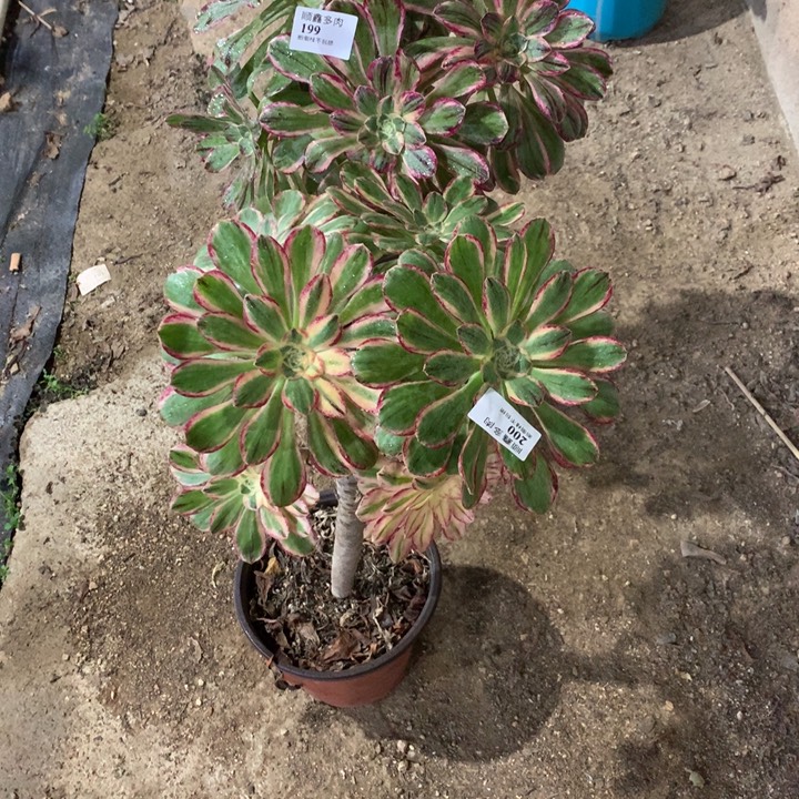 冰***啡199.200微锦多肉植物特价