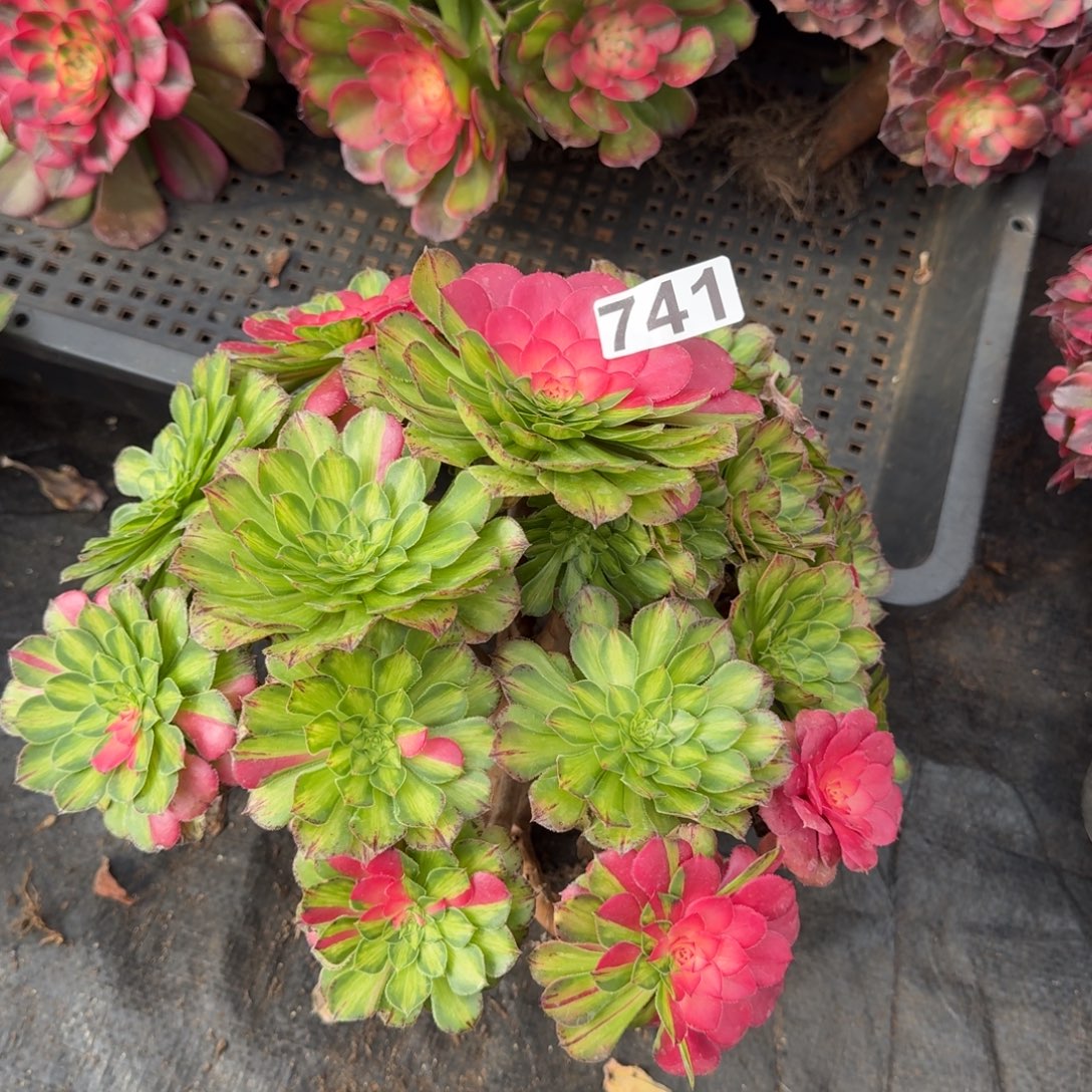 741多肉植物知否有断枝特价