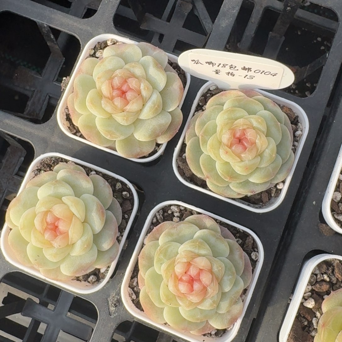 0104-013-假荷包蛋一颗量拍