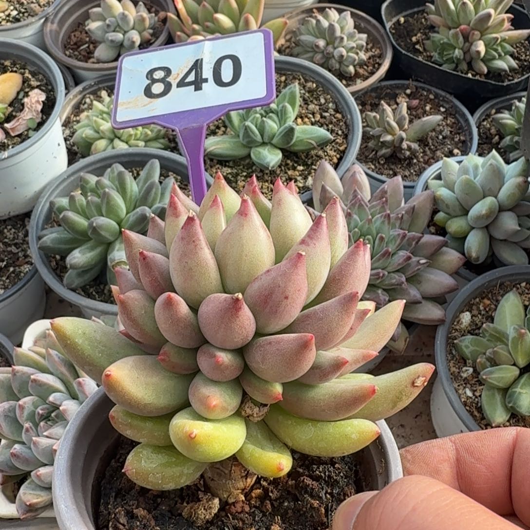 多肉植物米其林840