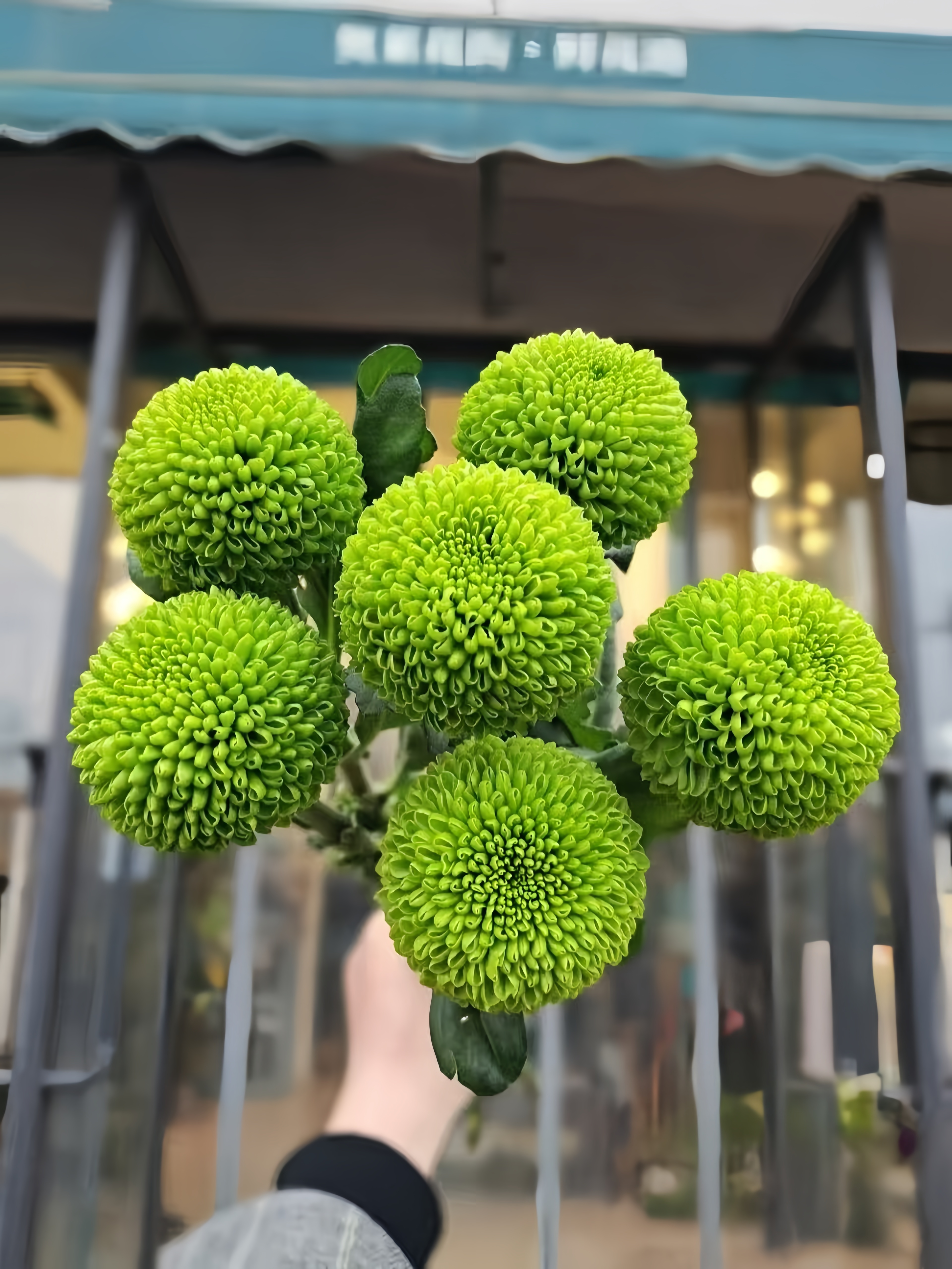 乒乓菊云南直发A级鲜花冷链包邮家用鲜花