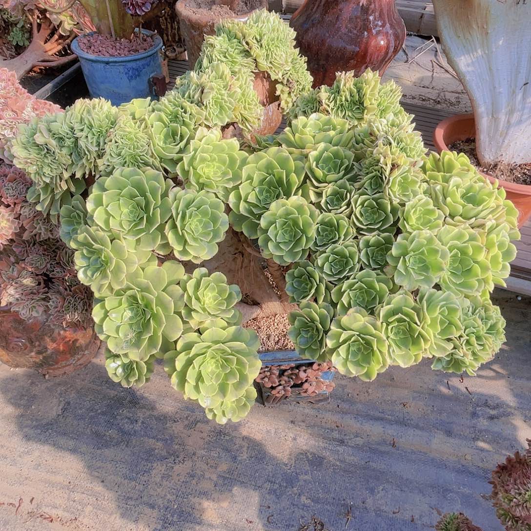 【闪购商品】无花朵绿豆沙