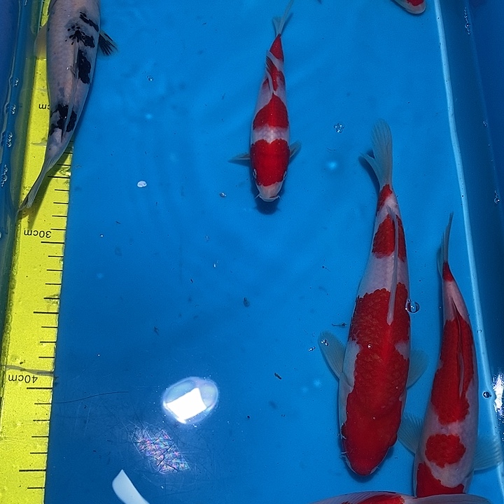 胡***图锦鲤纯种血统锦鲤观赏鱼