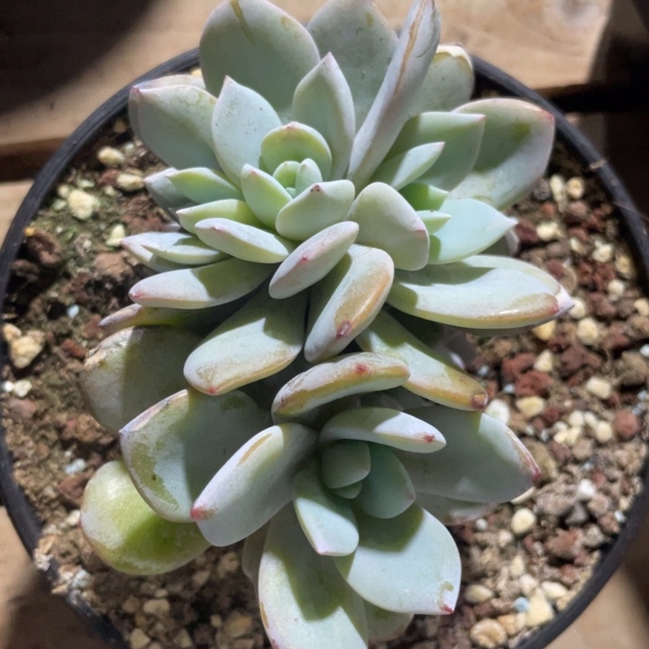 8头无砍韩版奶茶分心