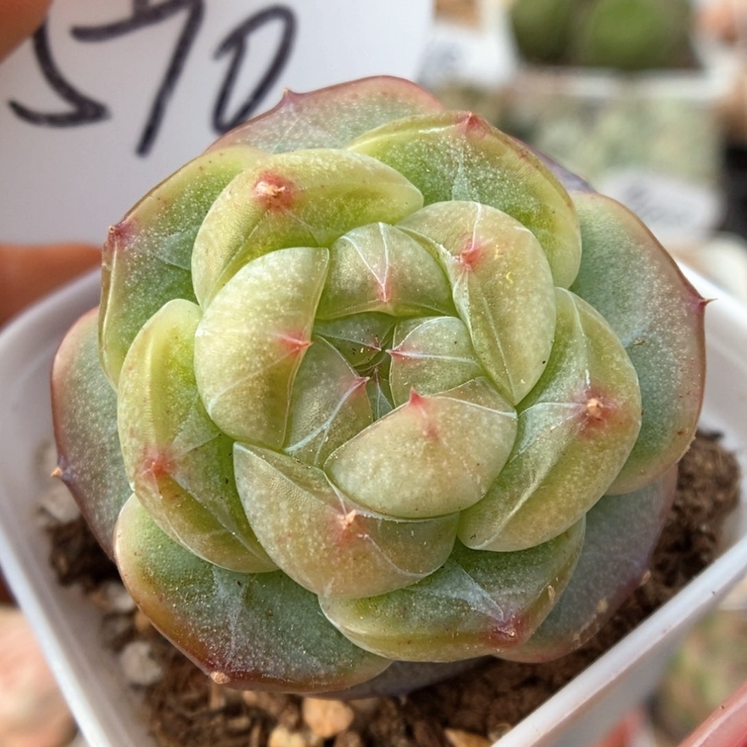 透心珍妮可拍590号