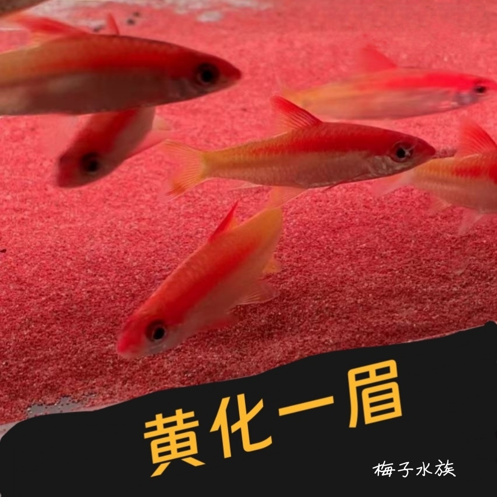 梅子 一眉道人鱼黄化一眉热带观赏鱼耐活群游淡水草缸鱼活体