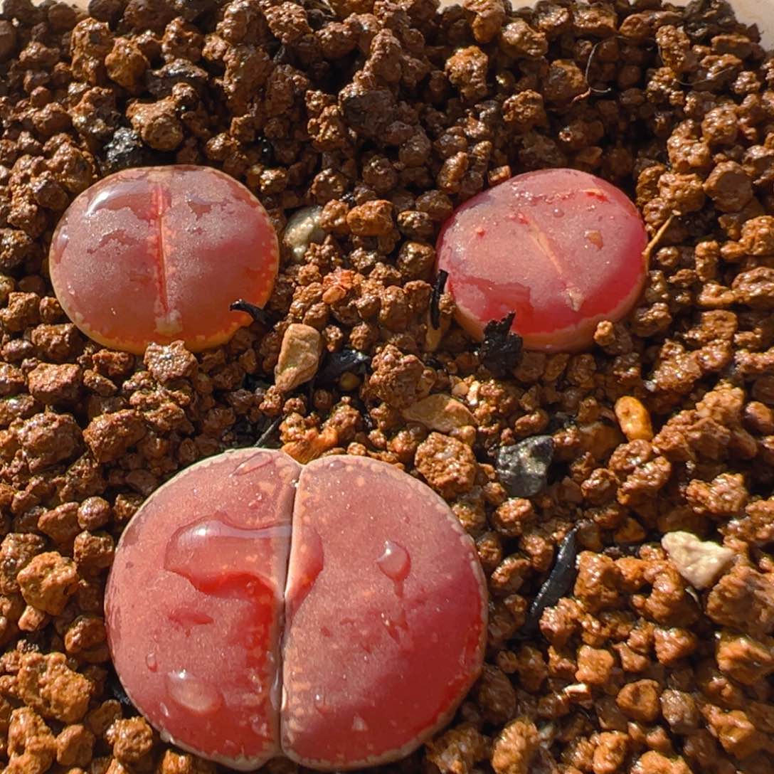 80多肉植物百科知识