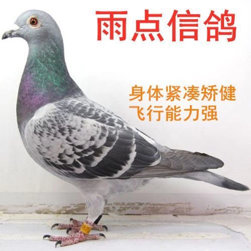 鸽子信鸽观赏鸽天落鸽宠物精品鸽子