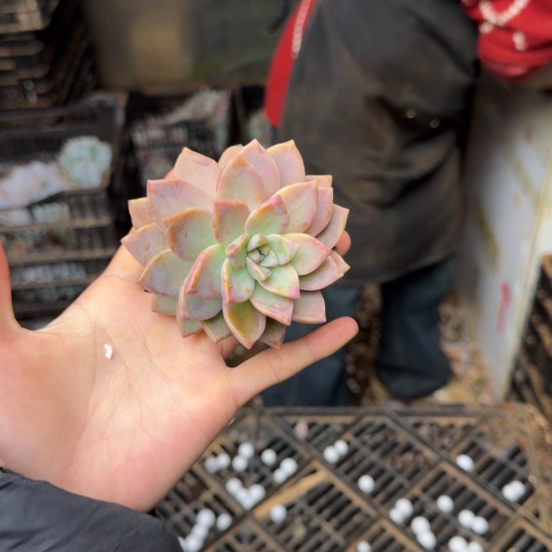 多肉砍头箱装 不包损16米