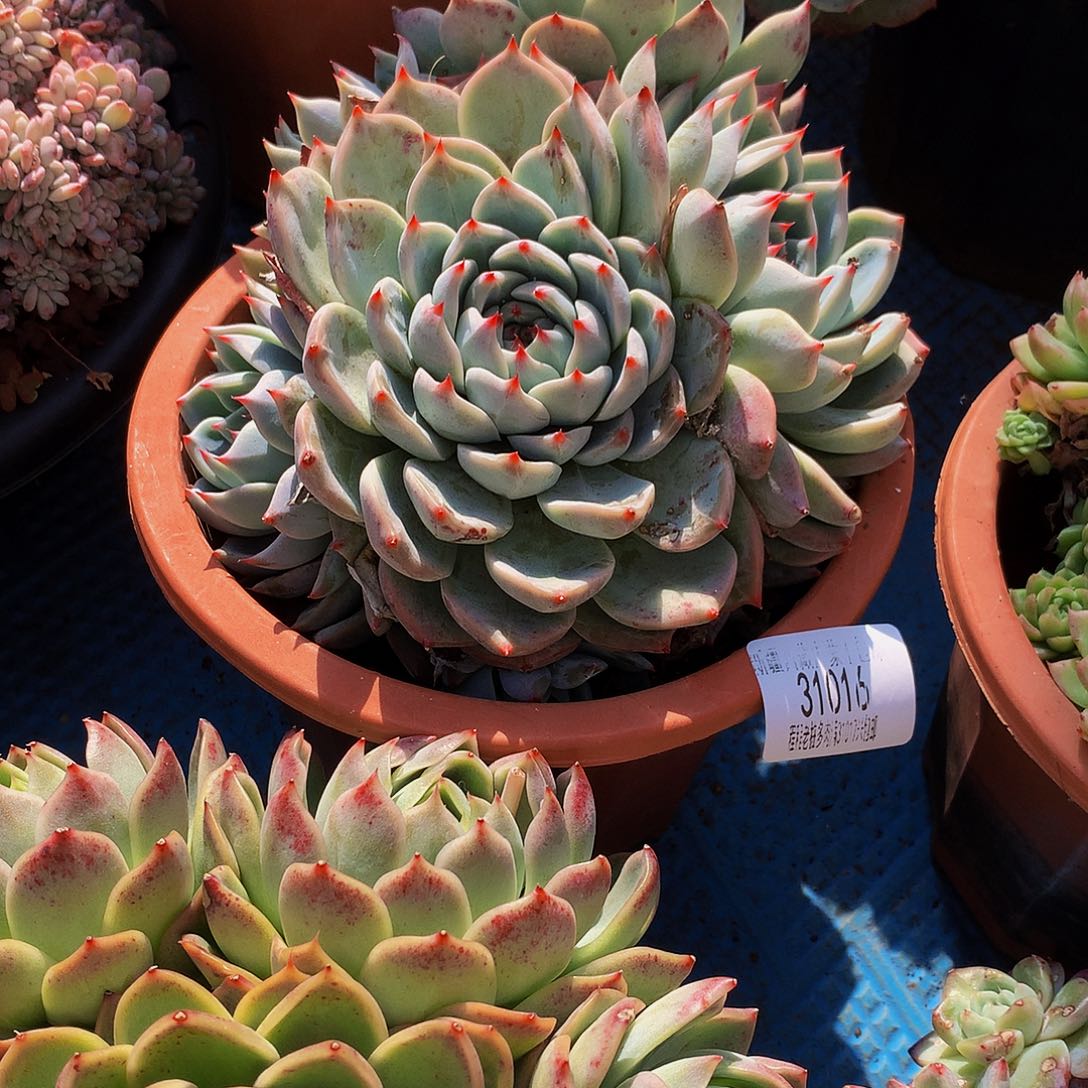 遇***8吉娃娃31016吨肉多肉