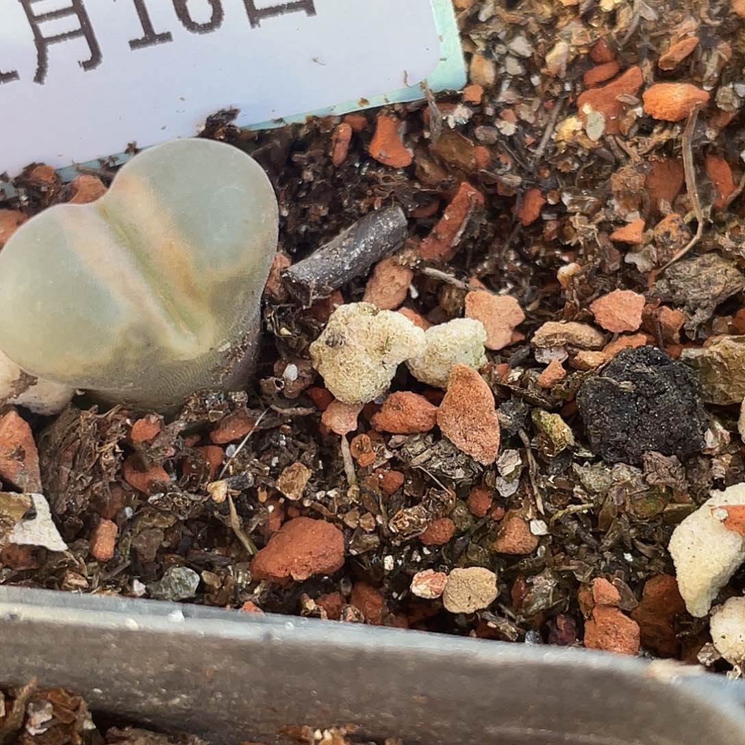 薄****16-111肉锥多肉植物