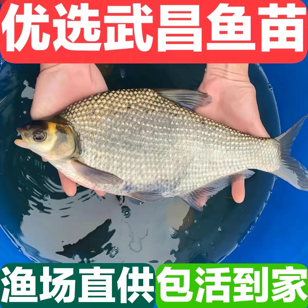 观赏淡水武昌鱼鳊鱼扁鱼活体鱼缸鱼塘养殖包邮包活混养