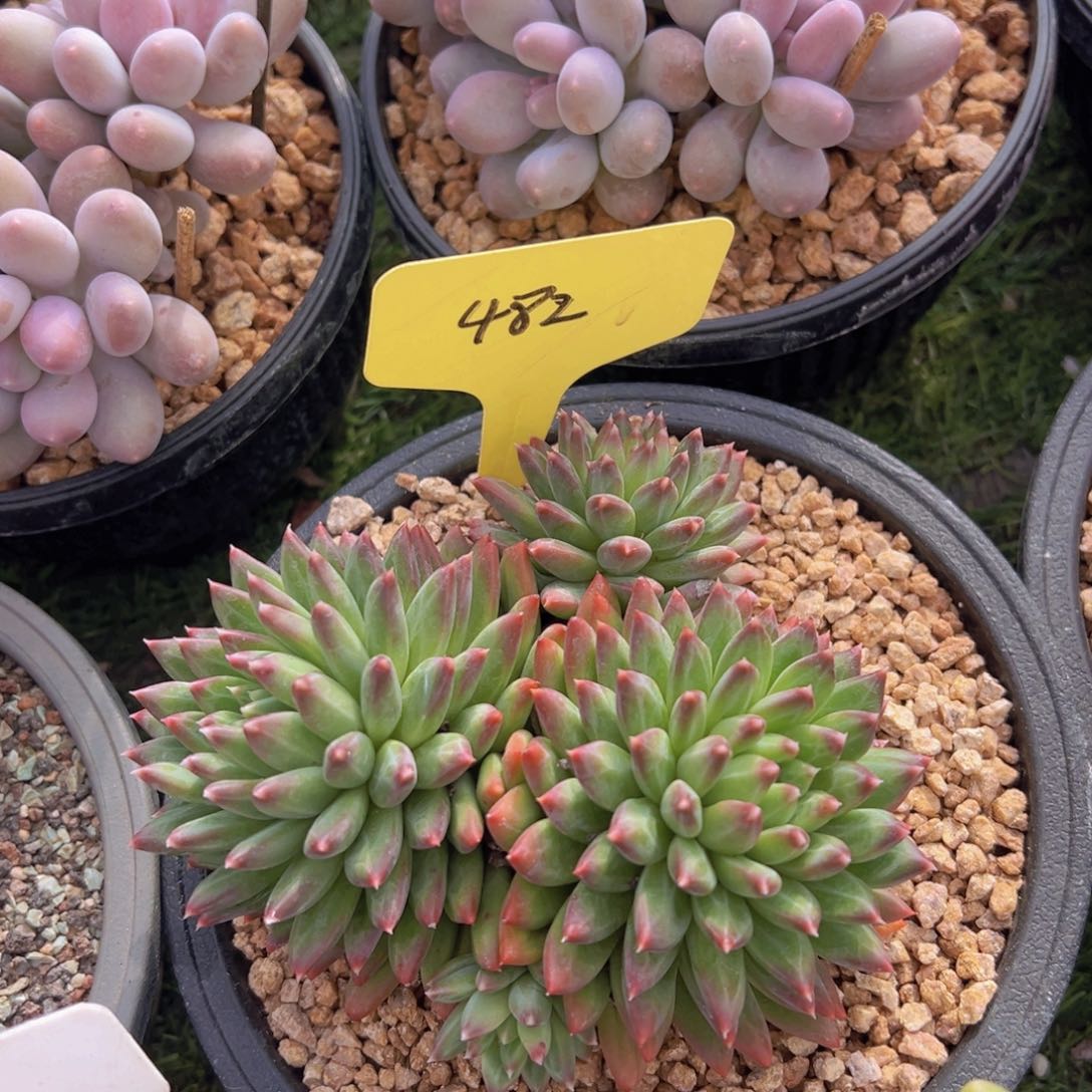 香玉的故事是一个人的故事