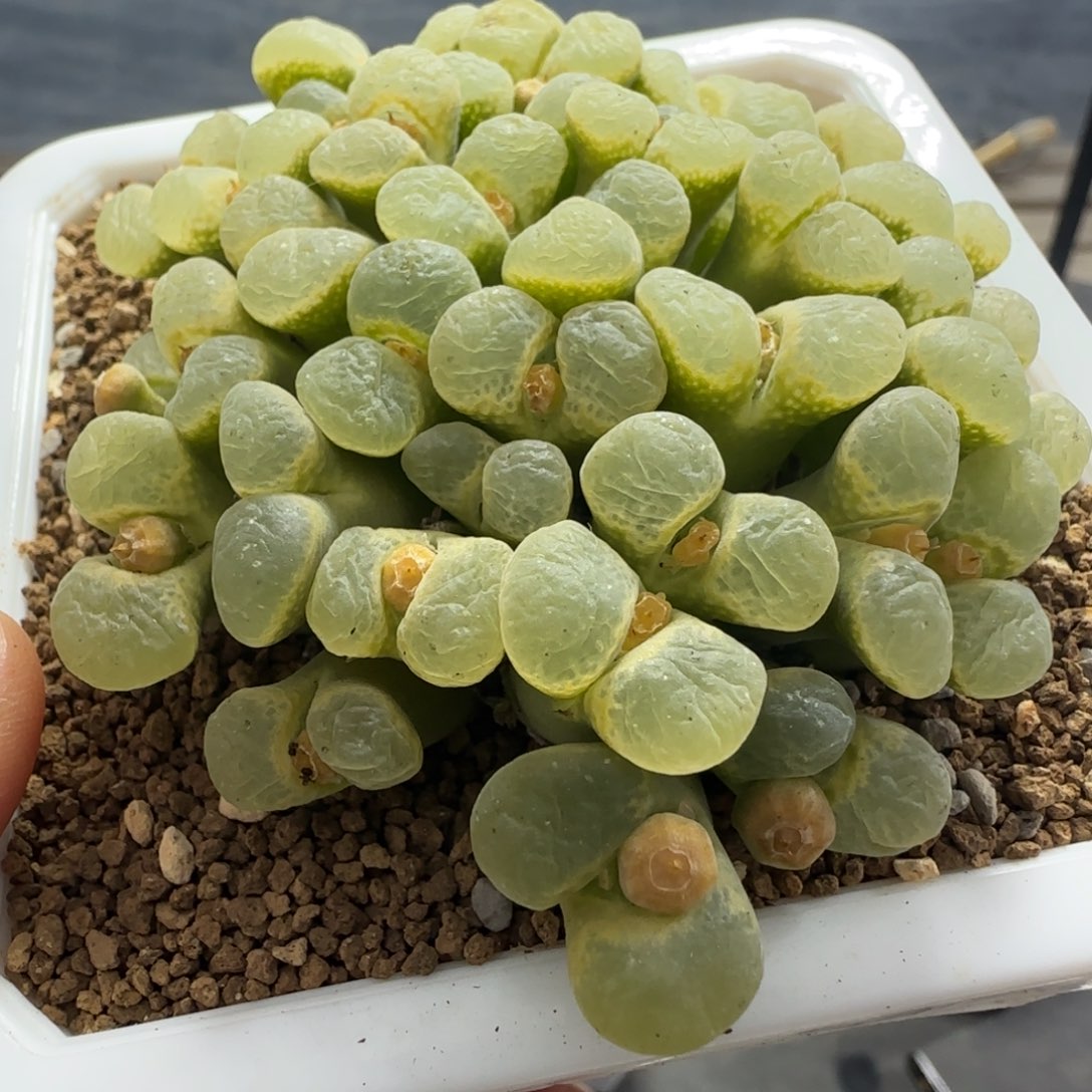 2.1号多肉桃樱花风铃群31号