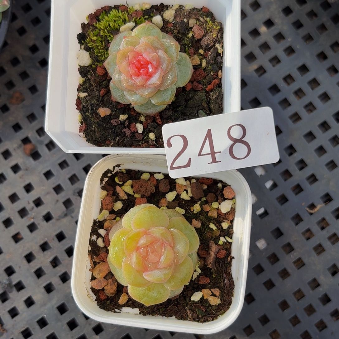 多肉植物多肉植物248