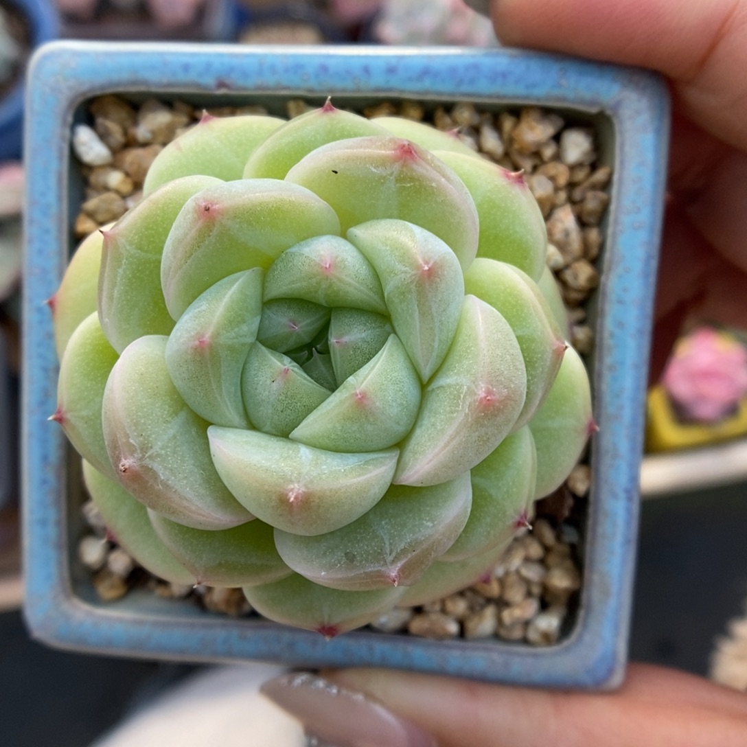 白露珍妮5259号。 