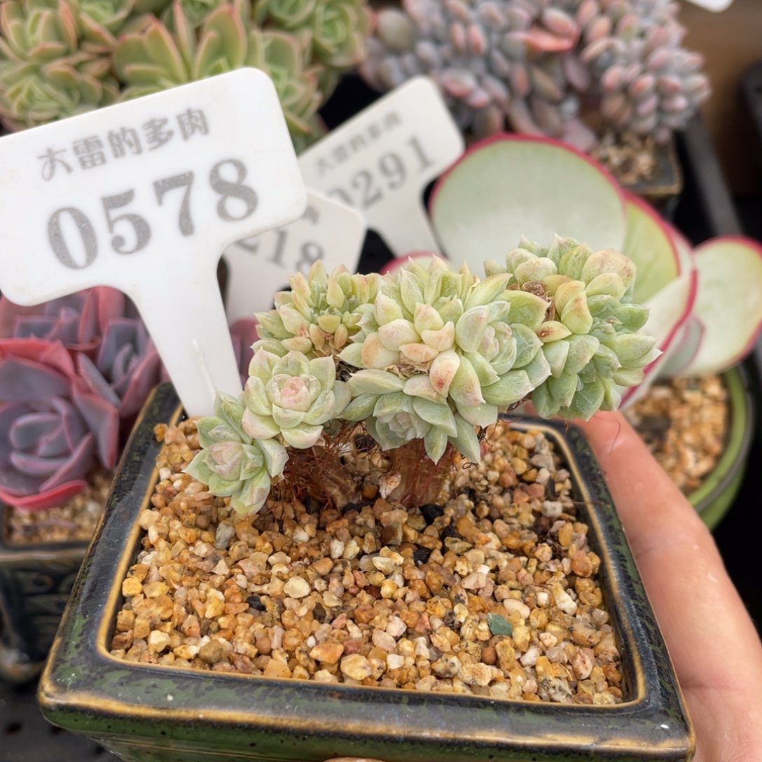 0578白月影缀不带盆7厘米