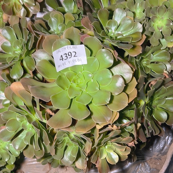 4392绍修七彩多肉植物