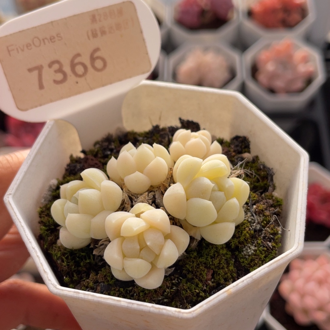 白月光7366-5.0厘米