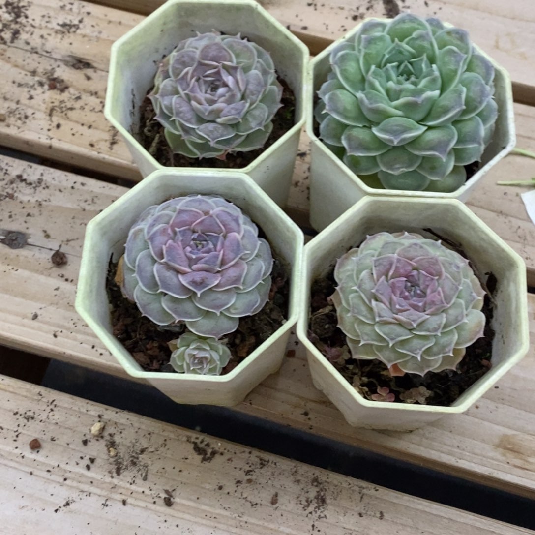 不***)精品多肉一物拍不包整348