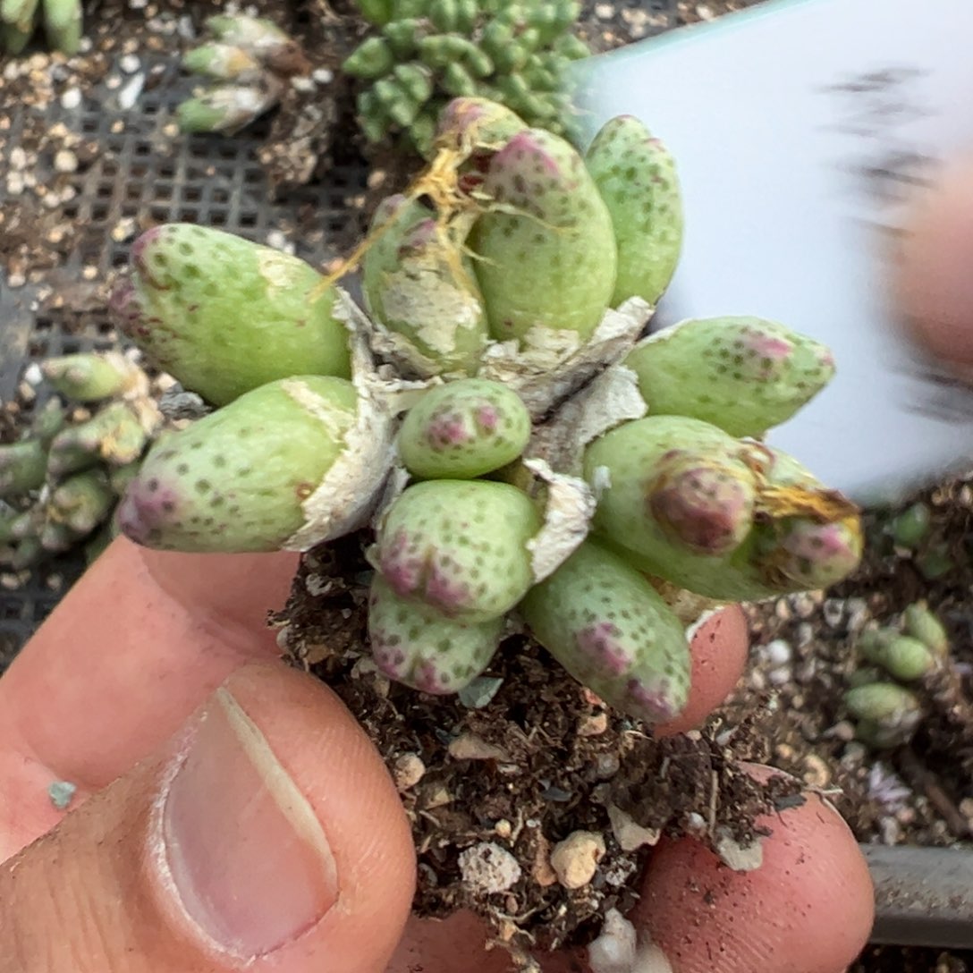 24-139肉锥多肉植物，