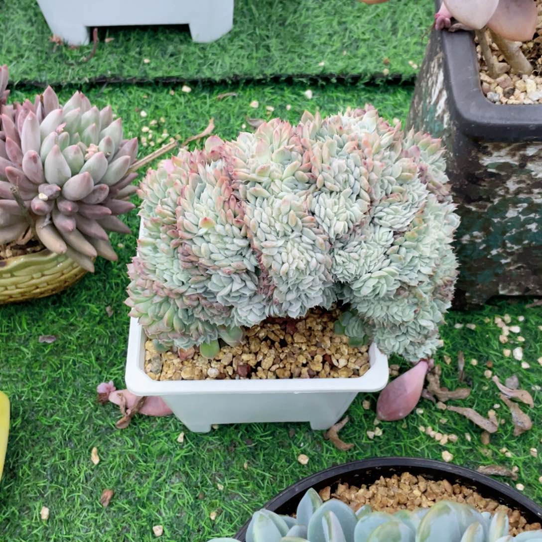 莎莎女王  板子缀化