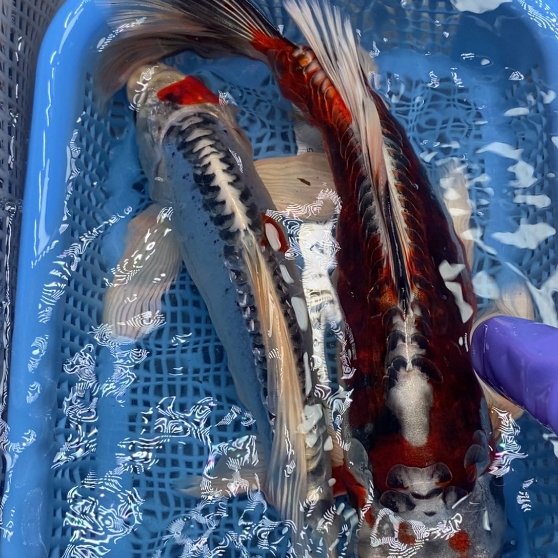 锦鲤冷水锦鲤包邮