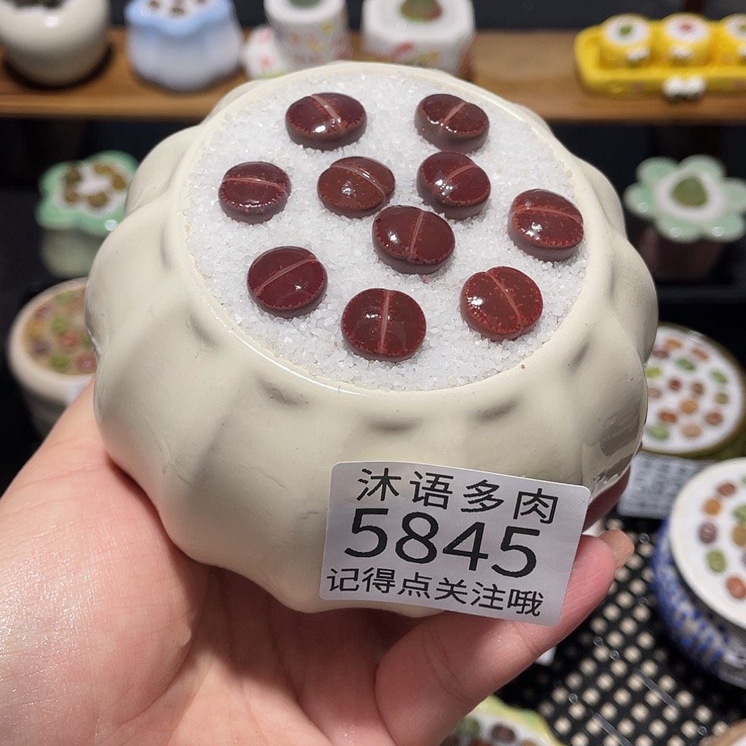 带盆土植物 一物一拍5845