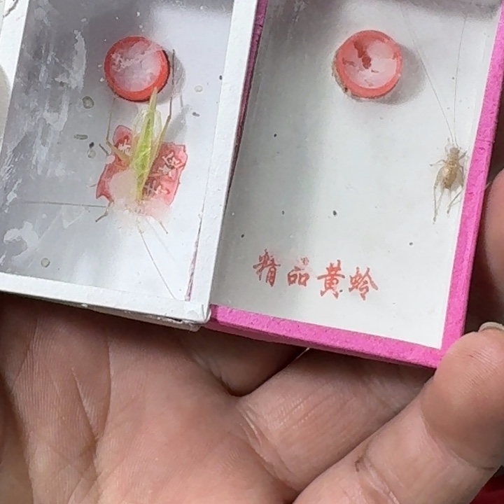 都***行蟋蟀11111111111111111112