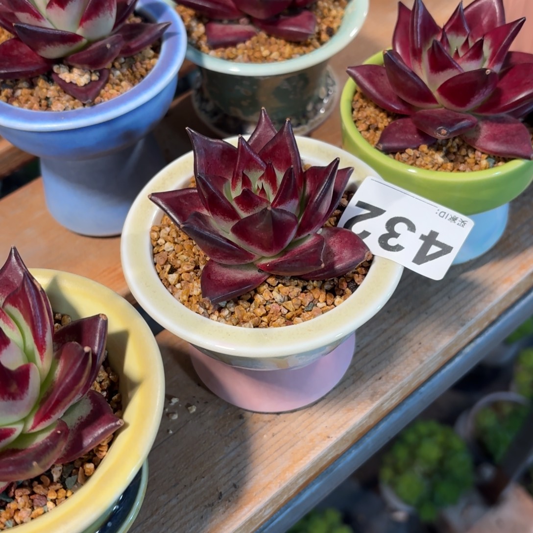 筱***夕红檀多肉带盆发货432