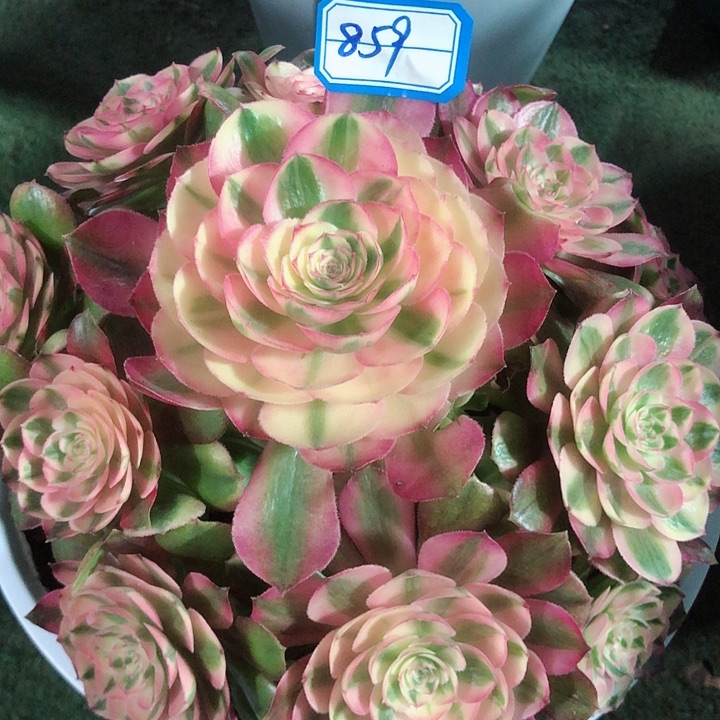 859荔枝多肉法师