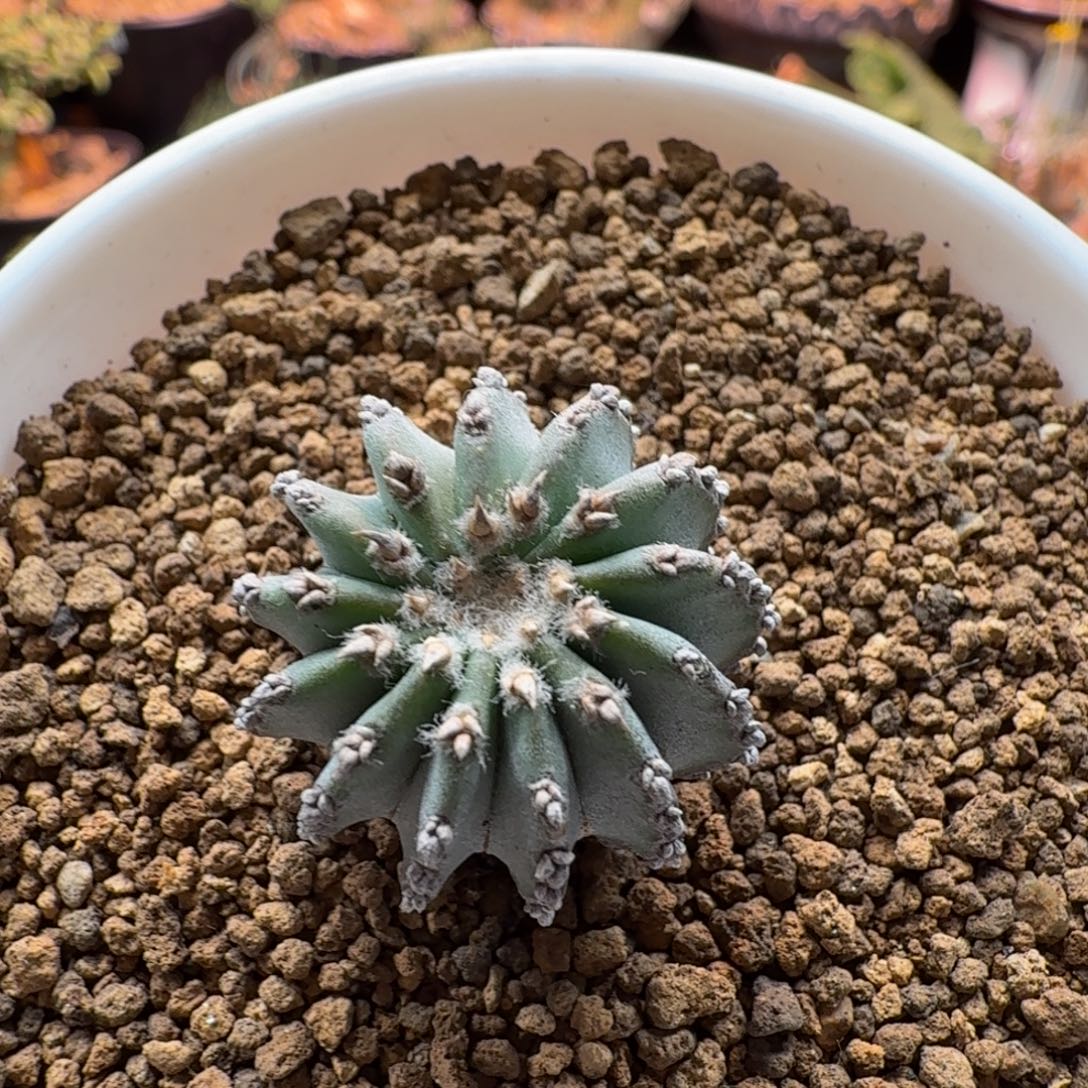 实生花笼747 仙人掌