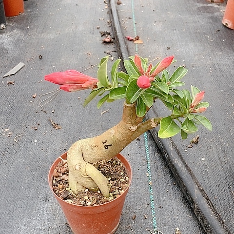 【闪购商品】无花朵菱*