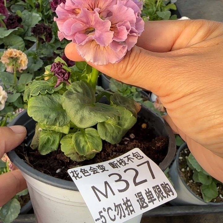 富***徐无花朵M327角堇小苗一物一拍默认苗晃