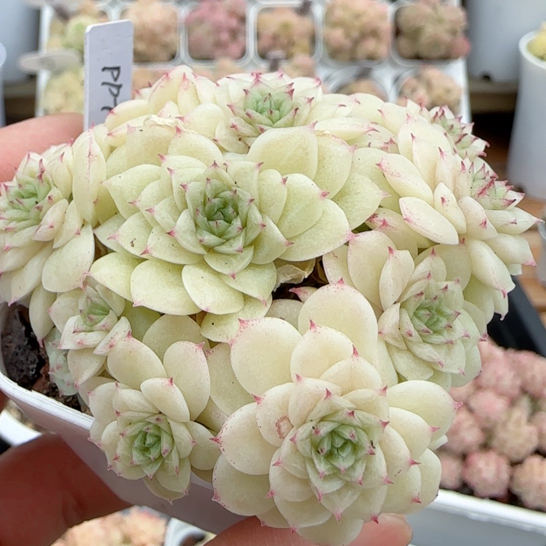 【闪购商品】0209-32（ppt-18）