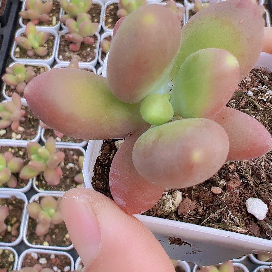 芒果奶2盆19包邮多肉植物