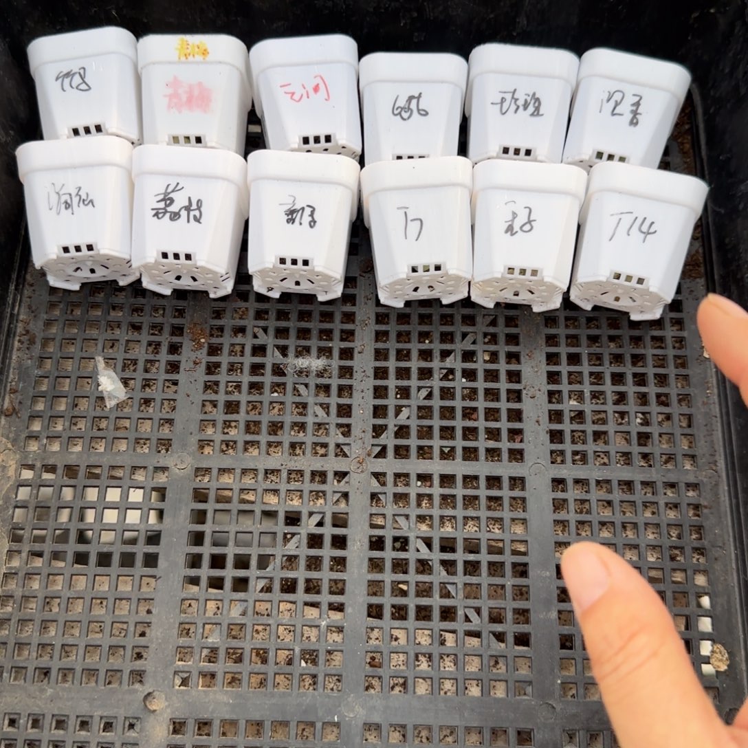 甜心12件套满25包邮