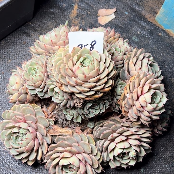 B****t958//////////////////