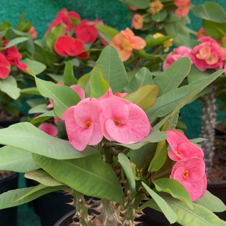 泰品扦插一物一拍