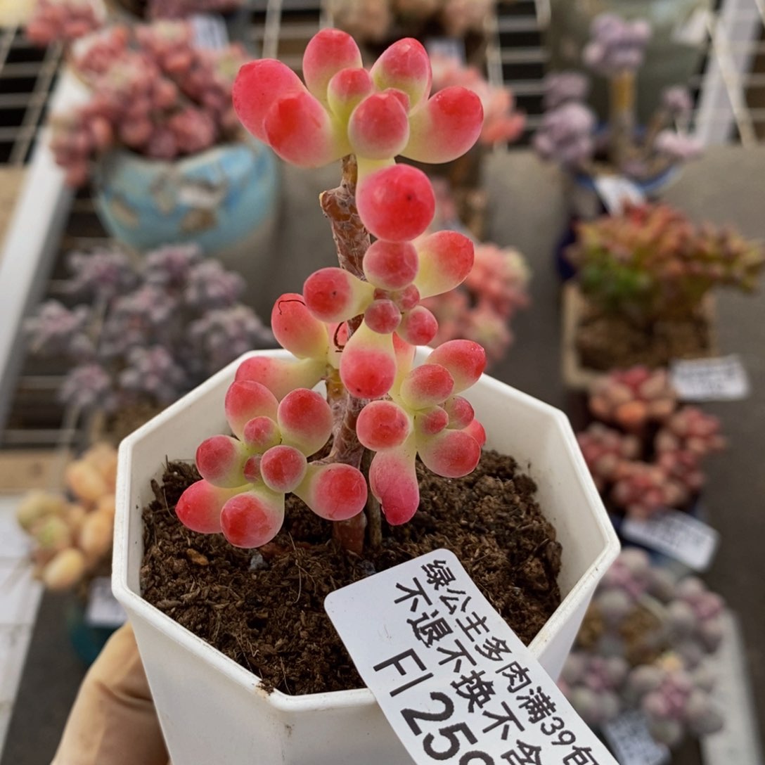 乙女心259/3cm多肉