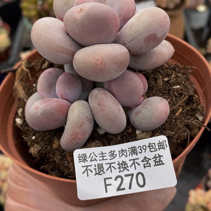 大叶奶7cm270多肉植物