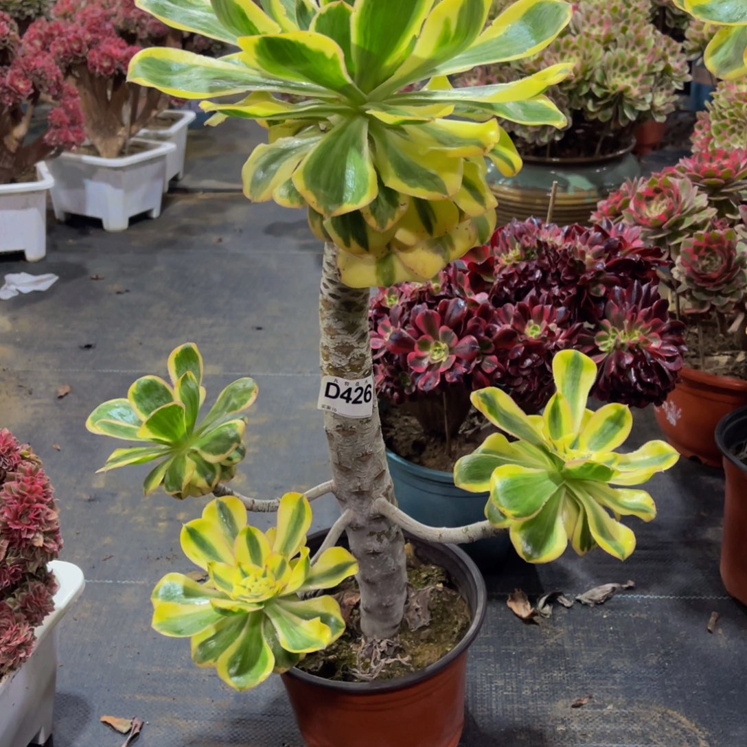 是***呀42600燕姿锦福利可以拍