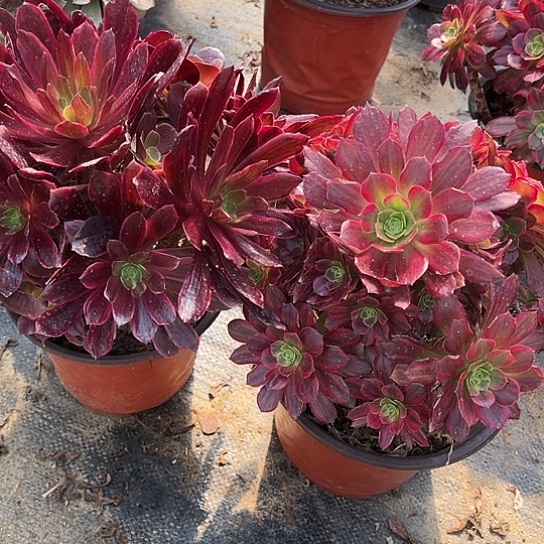 多肉植物组合两个42