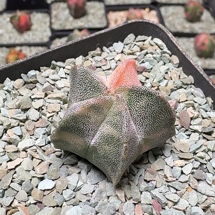 五角鸾风玉锦多肉植物