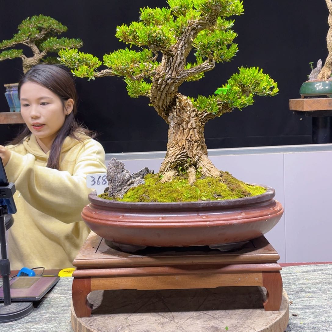 黄杨盆景雀舌软枝