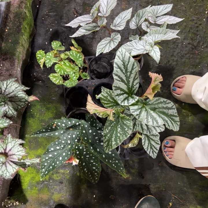 完全开放一物一拍套餐40