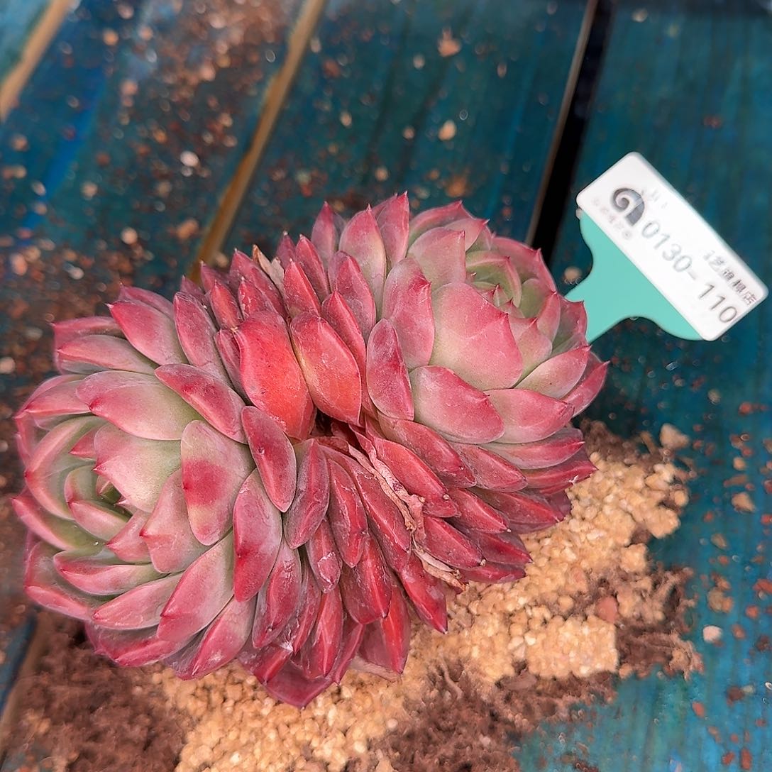 从前慢花园多肉0130-110