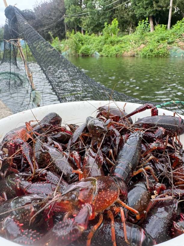湖北洪湖鲜活精选小龙虾肉质鲜嫩清水养殖时令美味顺丰到家
