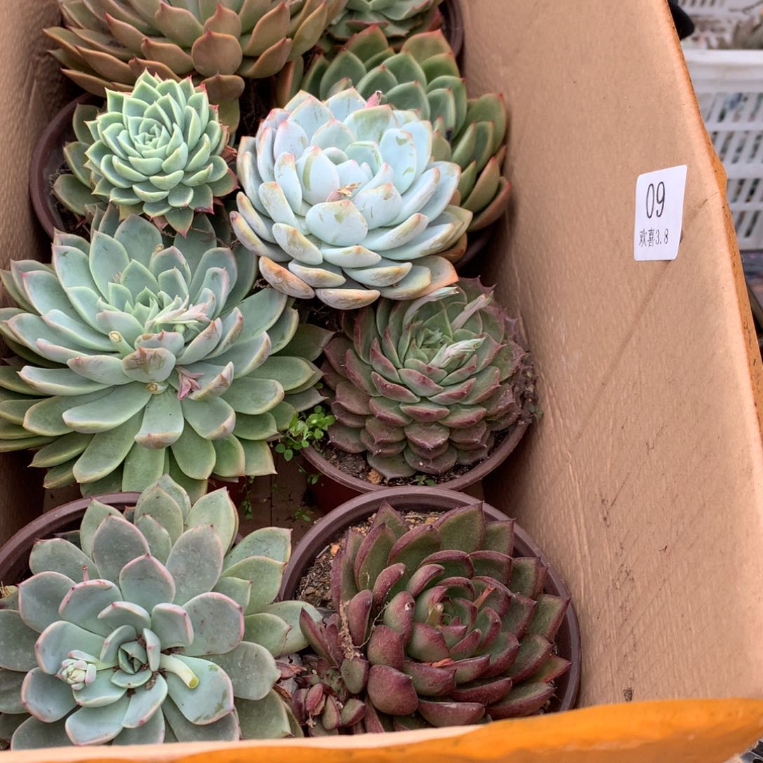 09一箱十棵不重复